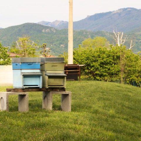 overmat adotta le api